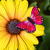 Family Decor de grădină - fluture - 6 tipuri - 3 buc/pachet