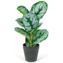 GLOBIZ Plantă artificială decorativă - Frunză de zebră verde/alb - 34 x 9 cm