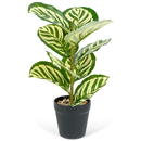GLOBIZ Plantă artificială decorativă - Frunză de zebră verde - 34 x 9 cm