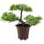 GLOBIZ Plantă artificială decorativă - Bonsai verde - 25 x 9 cm
