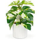 GLOBIZ Plantă artificială decorativă - Filodendron verde/galben - 20 x 8 cm