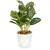 GLOBIZ Plantă artificială decorativă - Fittonia - 20 x 9 cm
