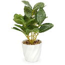 GLOBIZ Plantă artificială decorativă - Fittonia - 20 x 9 cm