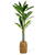 GLOBIZ Plantă decorativă artificială Dracaena Fragrans – 1,1–1,2 m, verde