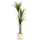 GLOBIZ Plantă decorativă artificială Dracaena Marginata – 1,2 m, verde