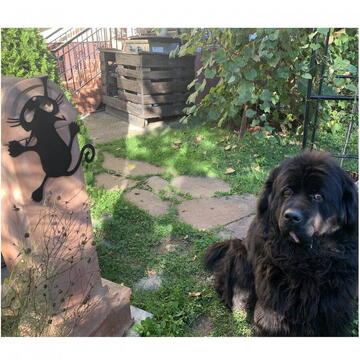 VivaTechnix Decoratiune perete Krodesign Scared Cat, negru, 35 cm